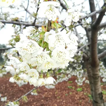Trulli Sciummo Relais 4*